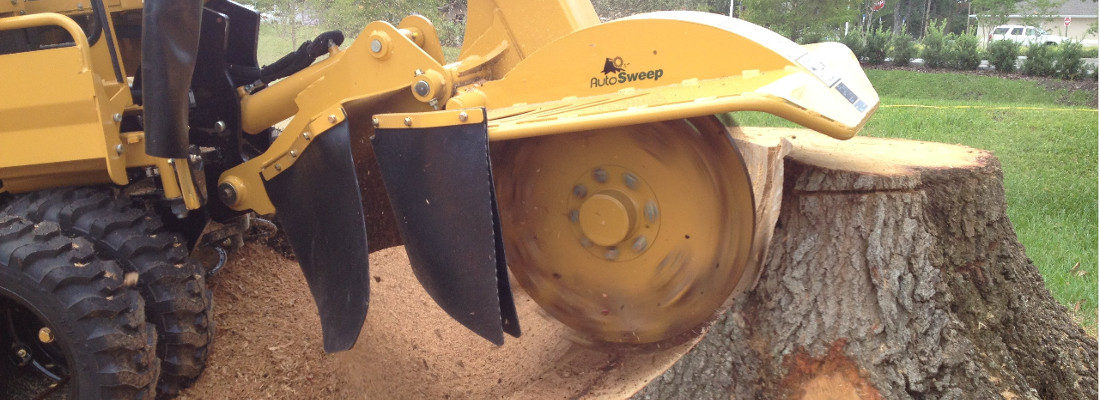 Tree Surgeon Stainton