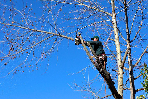 Tree Trimming Shap